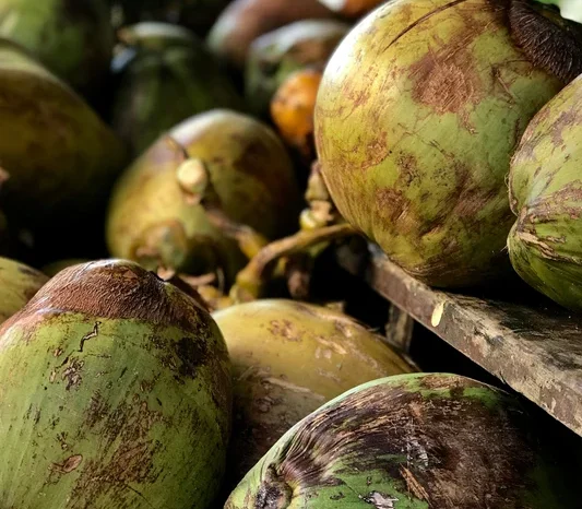 Coconut Tour