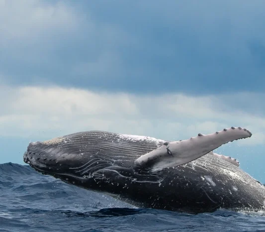 Whale Watching at Marino Ballena National Park