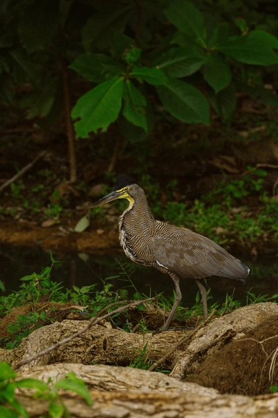 Nature Wildlife in Uvita.